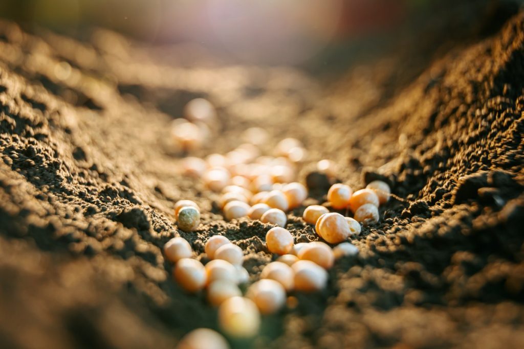 Des oeufs d'insectes dans le terreau