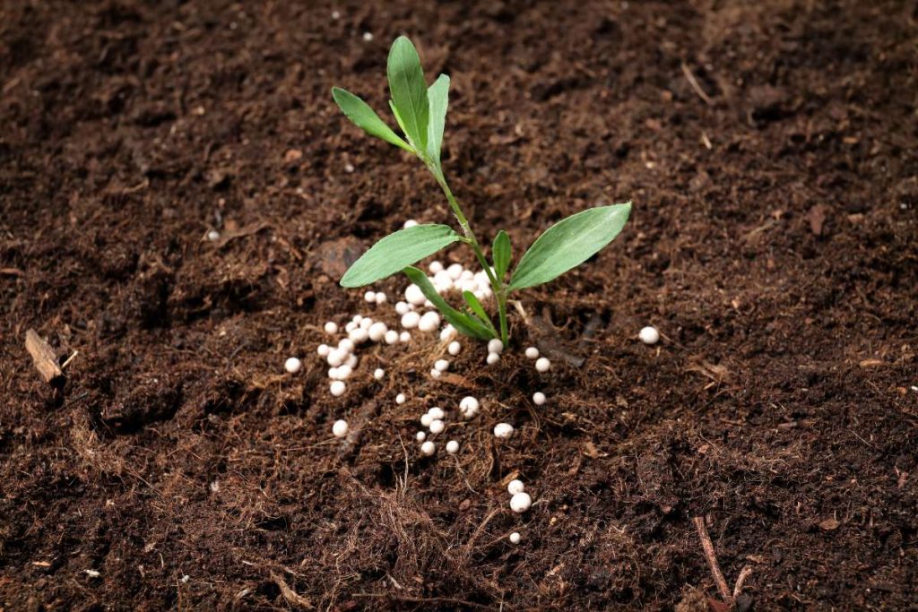 Une plante entourée par des oeufs d