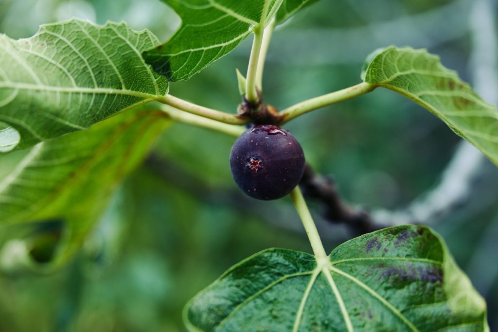 Une plante de figuiee avec du fruit