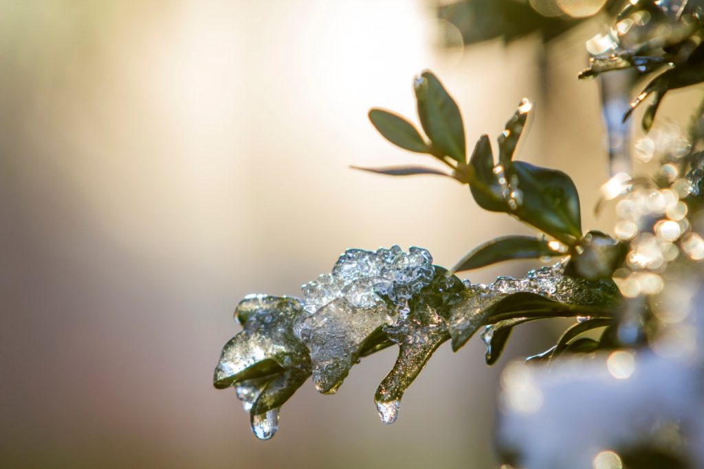 Une branche d'olivier avec des feuilles gelées
