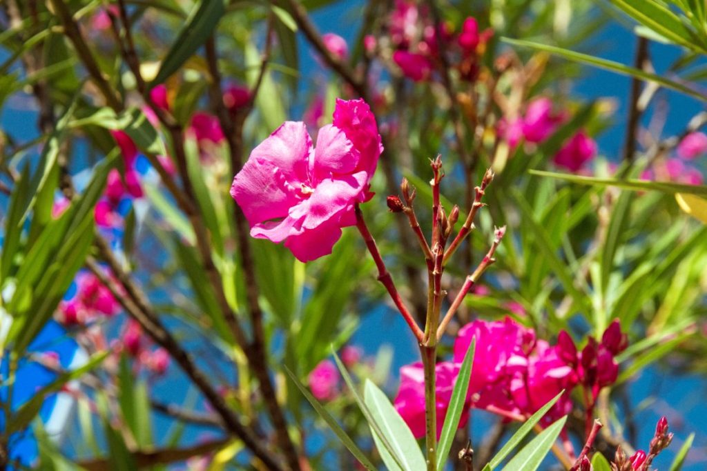 Laurier rose planté dans le jardin