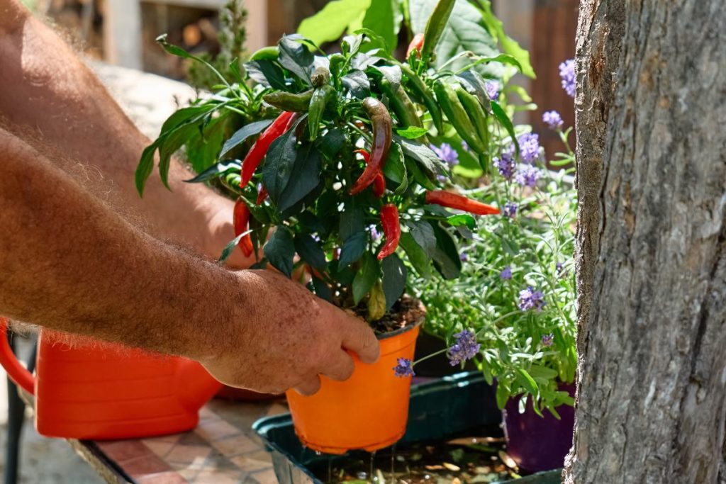 Combien de temps un plant de piment peut-il vivre et produire ? Main d'un homme tenant une plante de piment dans un pot