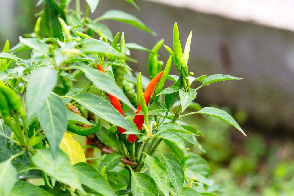 Combien de temps un plant de piment peut-il vivre et produire ? Du piment planté dans un jardin