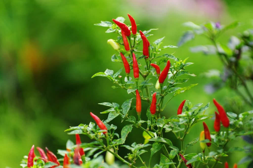 Combien de temps un plant de piment peut-il vivre et produire ? Des piments rouges cultivés dans un jardin