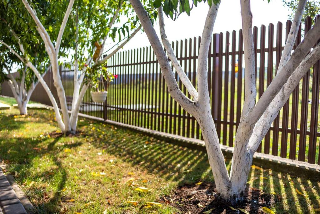 Des arbres plantés dans une propriété privée