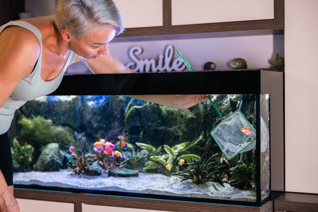Comment ajouter des plantes dans un aquarium déjà habité par des poissons ? Une femme qui attrape une poisson dans un aquarium