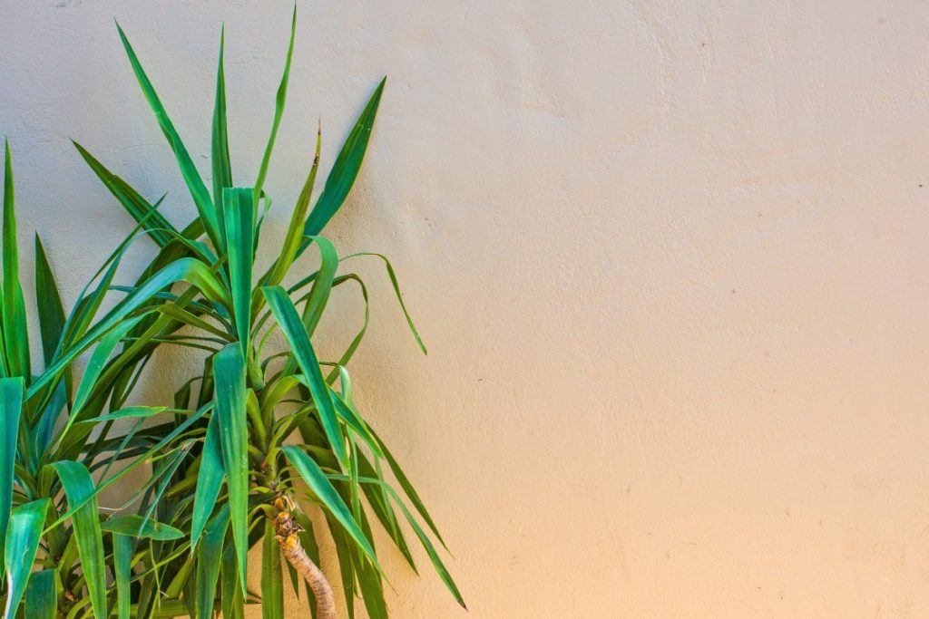 Pourquoi les feuilles de votre yucca jaunissent-elles et comment y remédier ? Des feuilles vertes de yucca