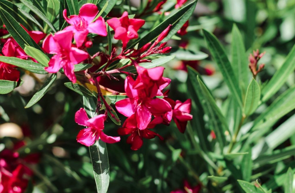 Des fleurs roses de laurier