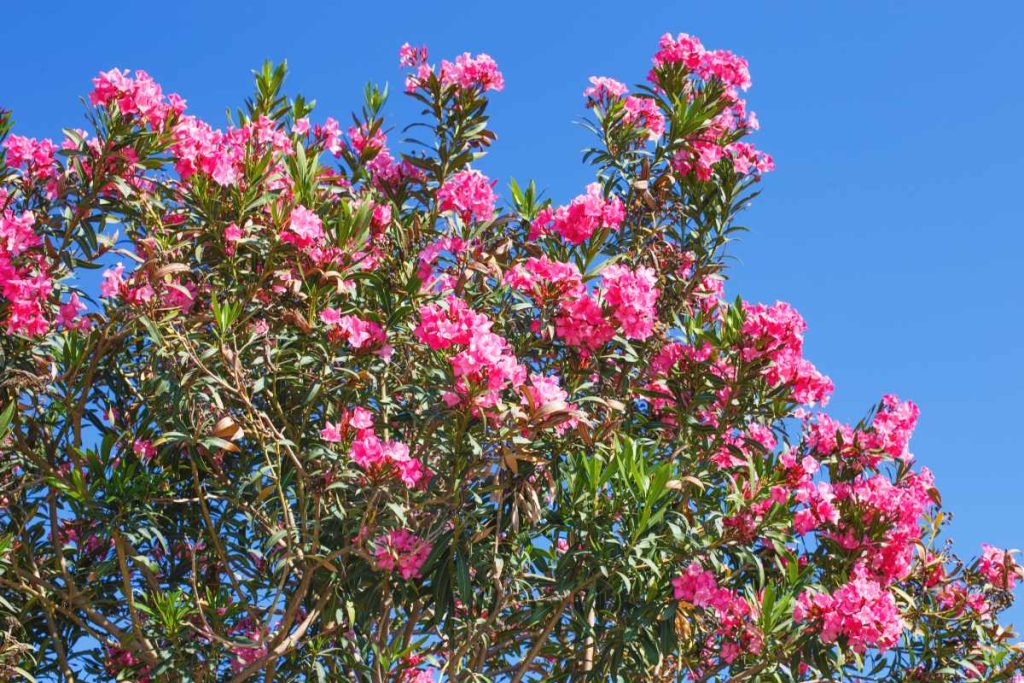 Une plante de laurier rose en pleine floraison
