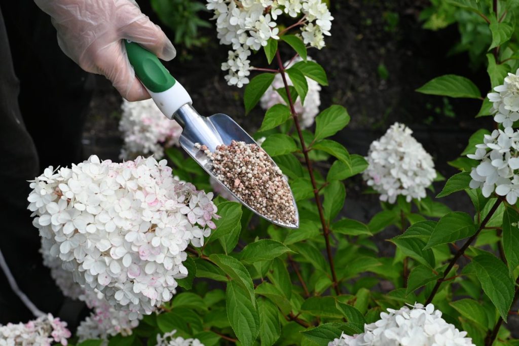 Quel type de sol choisir pour faire s'épanouir vos hortensias ? Une personne qui ajoute de l'engrais dans l'hortensia