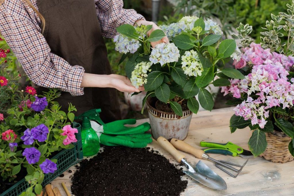 Quel type de sol choisir pour faire s'épanouir vos hortensias ? Une personne plantant de l'hortensia dans un pot de fleur