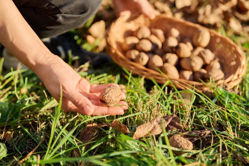 Une personne qui ramasse des noix sur les herbes