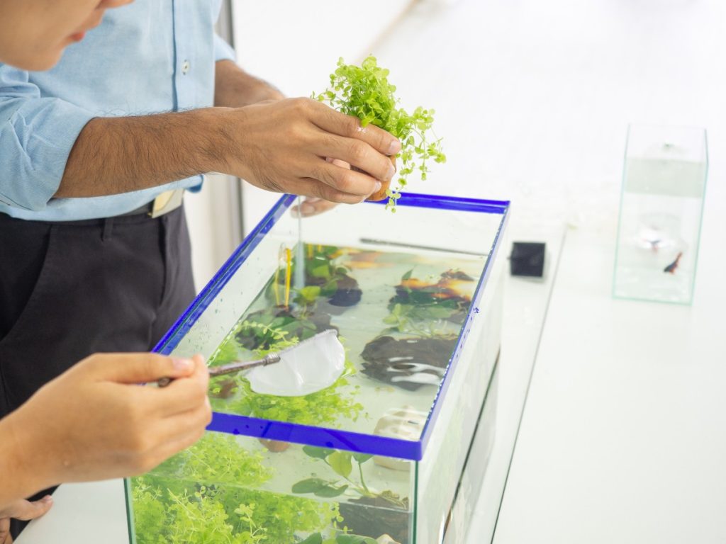 Comment ajouter des plantes dans un aquarium déjà habité par des poissons ? Des personnes qui mettent des plantes vertes dans un aquarium