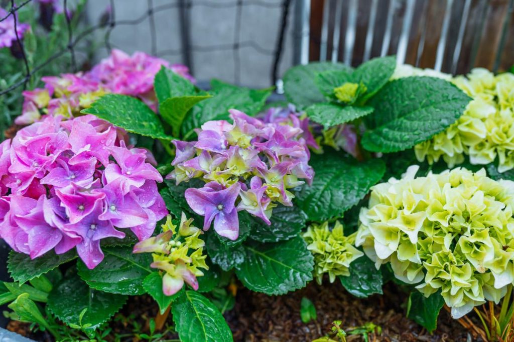 Quel type de sol choisir pour faire s'épanouir vos hortensias ? Plante d'hortensia en pleine floraison