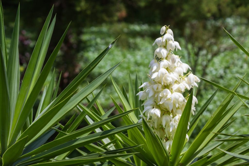 Pourquoi les feuilles de votre yucca jaunissent-elles et comment y remédier ? Plante de yucca en fleur dans le jardin