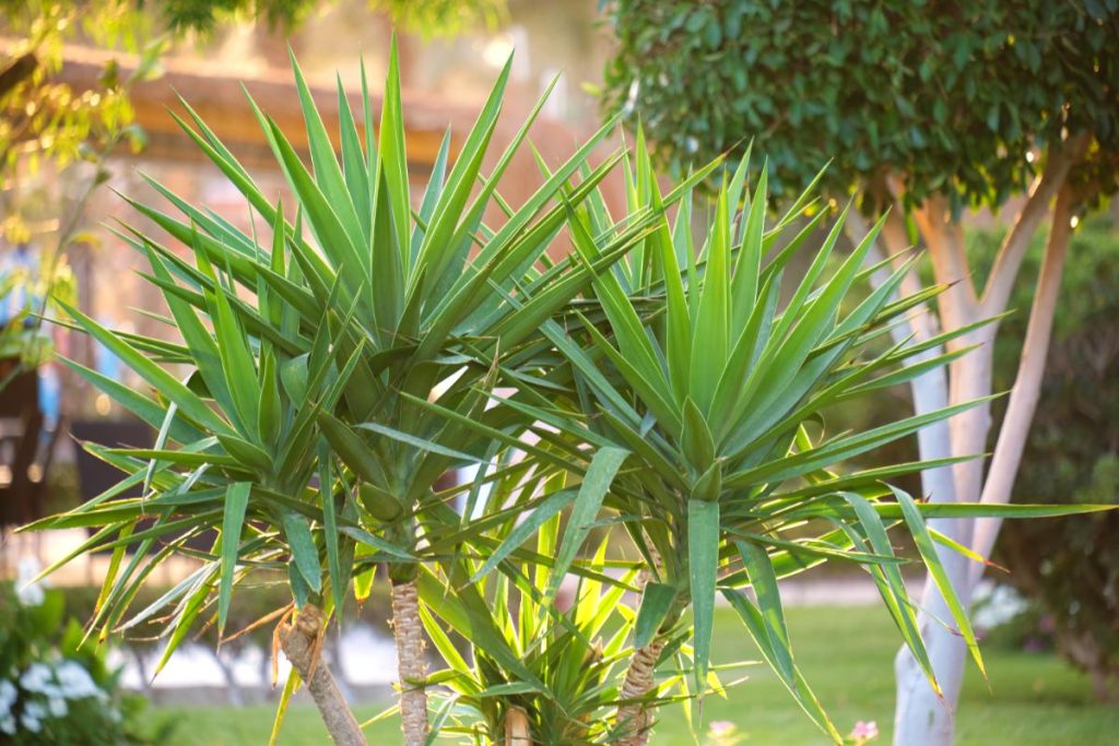 Pourquoi les feuilles de votre yucca jaunissent-elles et comment y remédier ? Yucca planté dans un jardin