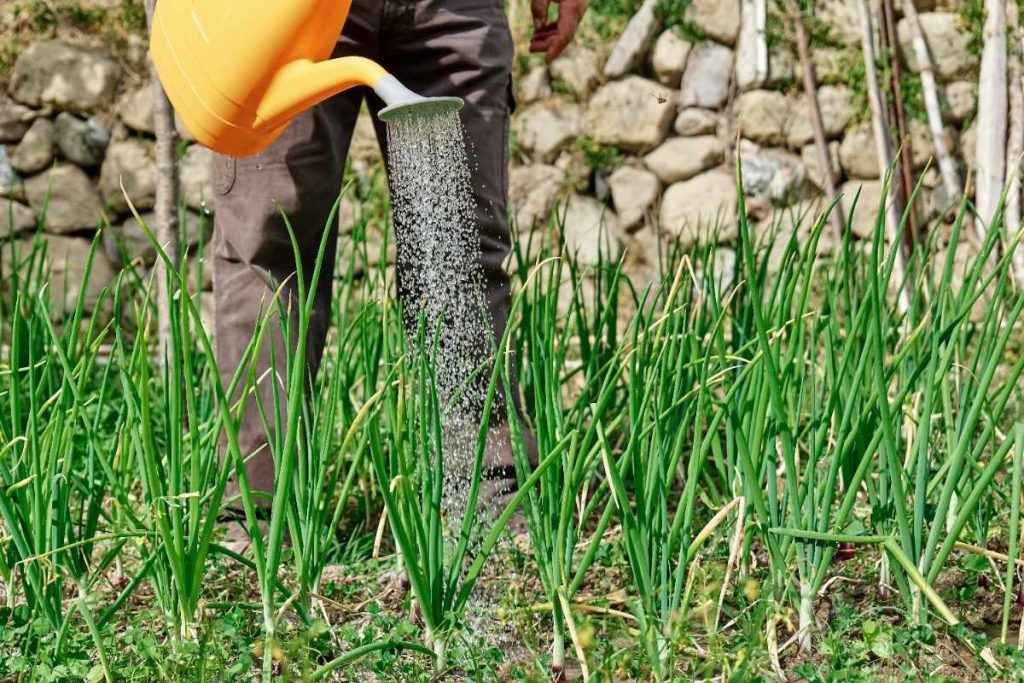 Un jardinier arrosant les poireaux