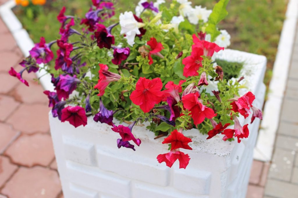 Des jolies fleurs dans une jardinière